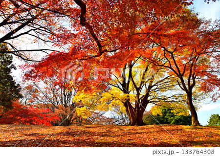 都立 光が丘公園(東京都練馬区)【2025.11】 133764308