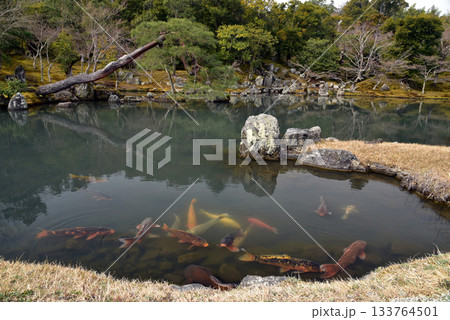 京都 天龍寺 春の庭園 京都 天龍寺 春の庭園 133764501
