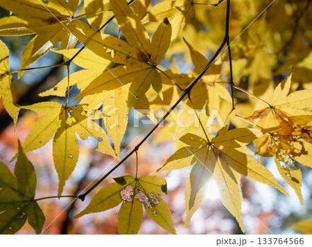 麓城跡の紅葉、黄色に色づく紅葉 麓城跡の紅葉、黄色に色づく紅葉 133764566