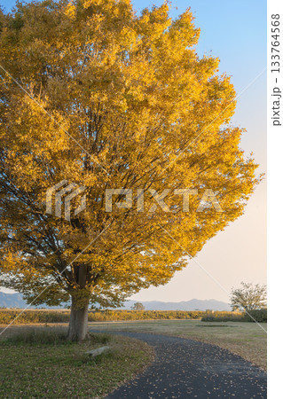 公園の遊歩道と黄金色に紅葉した大木 133764568