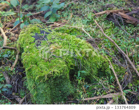 苔むした倒木 苔むした倒木 133764809