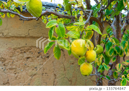 山口県萩市　黄色く色づいたカリンの実 133764847