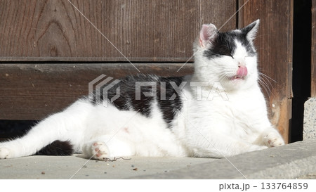 かわいい野良猫 かわいい野良猫 133764859