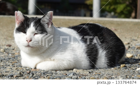 かわいい野良猫 かわいい野良猫 133764874