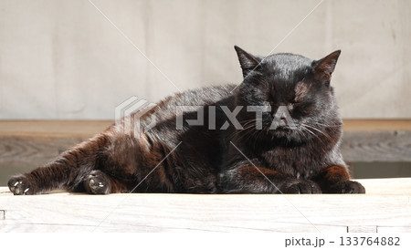 かわいい野良猫 133764882