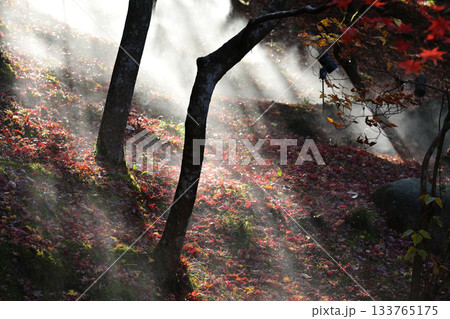 霧に包まれた紅葉 霧に包まれた紅葉 133765175