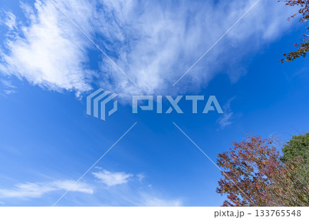 秋空と雲と木立 133765548