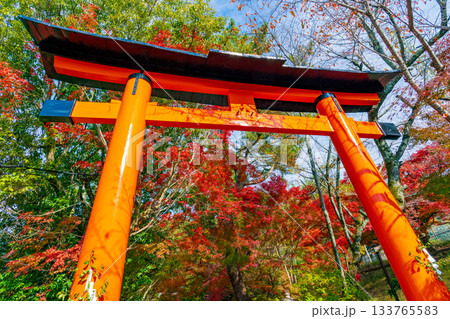 京都府宇治市　秋の宇治上神社の朱の鳥居 133765583
