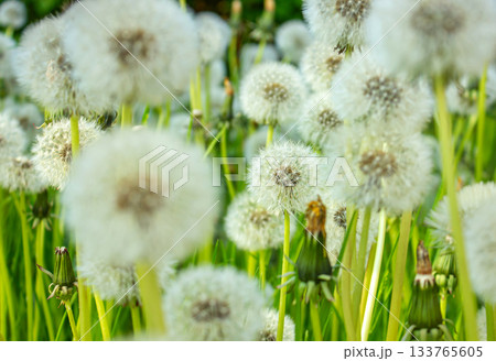 A lot of white Dandelion flowers in green grass closeup. A lot of white Dandelion flowers in green grass closeup. 133765605