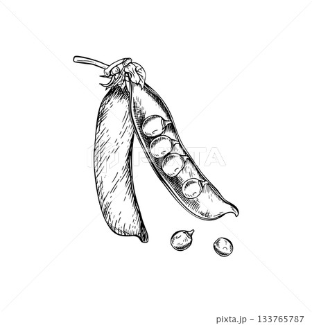A composition of two closed and open pea pods with several round peas inside and two loose peas beside it. A detailed hand drawn vector illustration. Painted by black inks. Botanical style sketch. 133765787