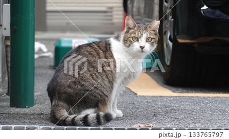 かわいい野良猫 133765797