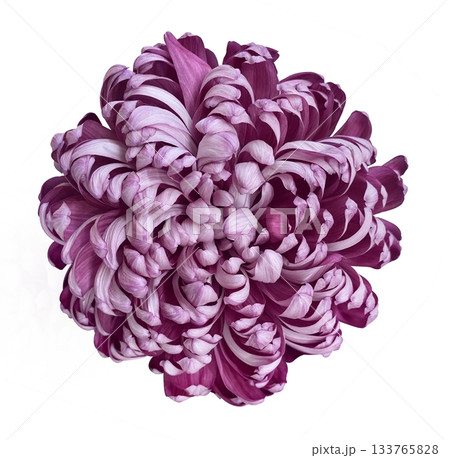 Top view of a Purple and White flower head isolated on white background with clipping path. Purple Taipei Chrysanthemum Exhibition isolated on white background. Top view of a Purple and White flower head isolated on white background with clipping path. Purple Taipei Chrysanthemum Exhibition isolated on white background. 133765828