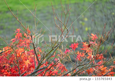 紅葉と田舎の風景 紅葉と田舎の風景 133765843