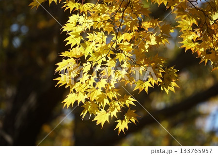 黄色に色づく紅葉 133765957