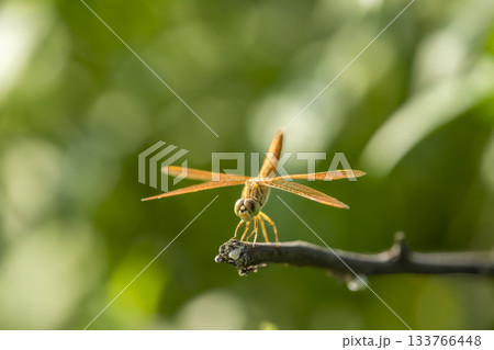 macro shot of Brachythemis contaminata or ditch jewel a dragonfly species perched in natural green background at keoladeo national park or bharatpur bird sanctuary rajasthan india macro shot of Brachythemis contaminata or ditch jewel a dragonfly species perched in natural green background at keoladeo national park or bharatpur bird sanctuary rajasthan india 133766448