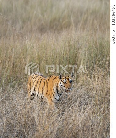 wild female bengal tiger or panthera tigris bandhavgarh national park forest reserve madhya pradesh india tigress walking camouflaged hiding her body in dry grassland for hunt in summer season safari 133766451