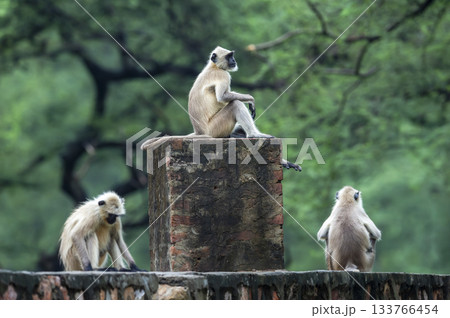 Northern plains gray langur or Hanuman langurs or indian langur Semnopithecus monkey family group troop on fort outdoor wall in jungle safari ranthambore national park or tiger reserve rajasthan india 133766454