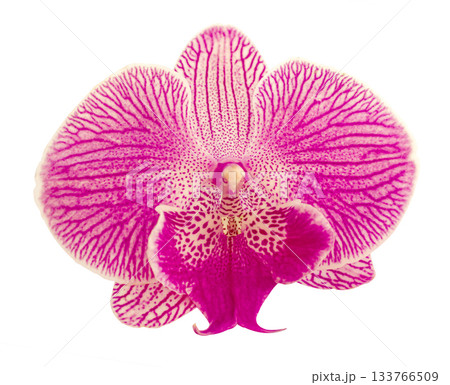 Pink Stripe Orchid isolated on white background. Flower with white, lilac magenta petals and purple yellow lips. Phalaenopsis or Moth kind. Floral design. Pink Stripe Orchid isolated on white background. Flower with white, lilac magenta petals and purple yellow lips. Phalaenopsis or Moth kind. Floral design. 133766509