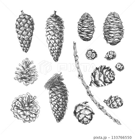 Conifer tree cones collection engraved hand drawn vector set, Scots pine, Cypress, European Larch, Siberian fir sketch Conifer tree cones collection engraved hand drawn vector set, Scots pine, Cypress, European Larch, Siberian fir sketch 133766550