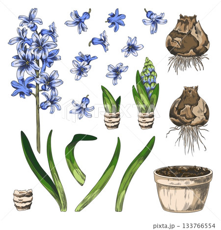 A set of watercolor sketches of blue hyacinth flowers, stems, stems, bulbs, pots, and scales. 133766554