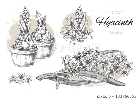 Hyacinth flower with leaves grows from bulb in pot vector sketch collection, hand drawn engraved spring blossom plant 133766555