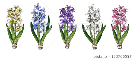 Hyacinth flower sketch vector set, hand drawn spring blossom plant, blue, pink, yellow, white and purple blooming design 133766557