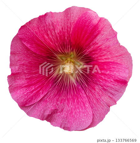 Pink Alcea Rosea, common hollyhock flower isolated on white background with clipping path. Hibiscus flower, pink rose Marshmallow flower isolated on white background. Design element. 133766569