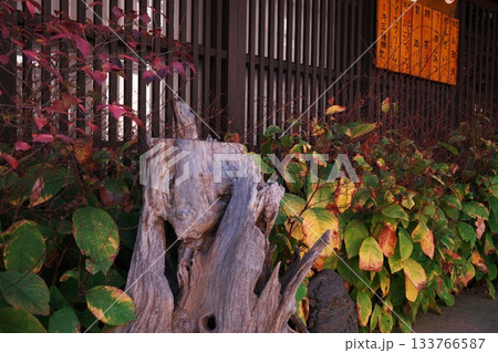 黄葉と奈良井宿の格子戸 133766587