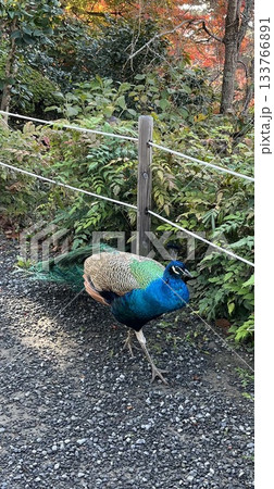 孔雀の散歩 133766891