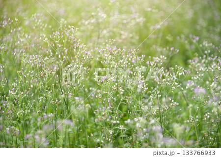Green nature background with wild grass with white and purple flowers in full bloom. Focus on foreground and blurred background. 133766933