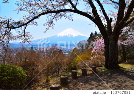 春 桜 富士山 富士見孝徳公園 春 桜 富士山 富士見孝徳公園 133767081