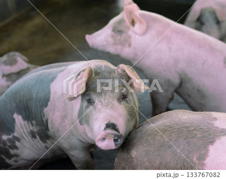 Pink pig with black stripes, fat body, on a farmer's ranch. looking suspicious Pink pig with black stripes, fat body, on a farmer's ranch. looking suspicious 133767082