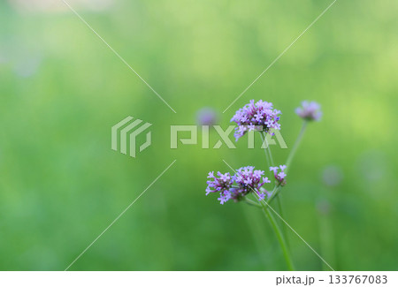 Close up colorful flowers are blooming fresh in the morning of spring garden with blurry green nature background. Close up colorful flowers are blooming fresh in the morning of spring garden with blurry green nature background. 133767083
