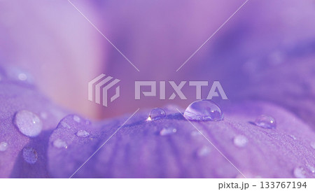 Macro Shot of Water Droplets on a Purple Flower Petal. Nature, freshness, and dew concept. 133767194