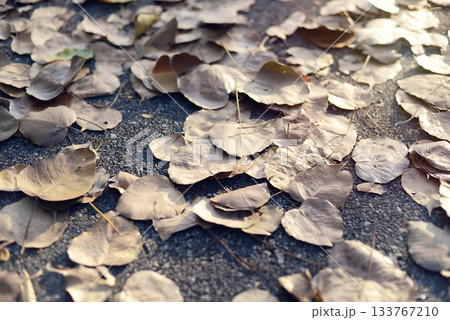 Dry leaves cover the road 133767210