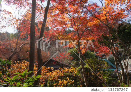 京都一周トレイルとその周辺の景色 133767267