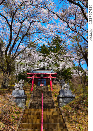 春 桜 國福大神社 富士見孝徳公園 春 桜 國福大神社 富士見孝徳公園 133767436