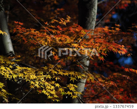 紅葉したモミジ 紅葉したモミジ 133767459