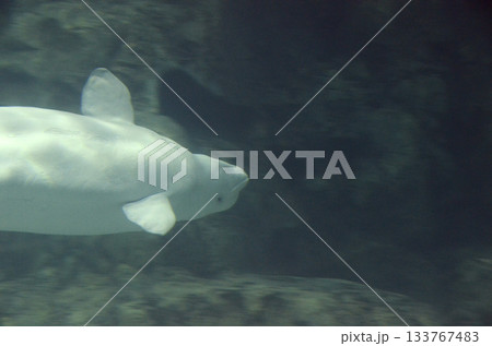 ベルーガ 133767483