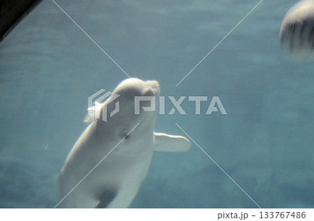 ベルーガ 133767486