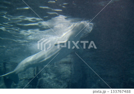 ベルーガ 133767488