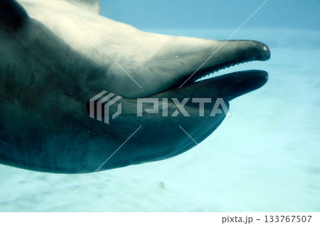 イルカ 133767507