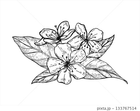 Spring blooming composition with cherry, almond or pear tree flowers and leaves vector isolated illustration. Monochrome blossom plant painted by black ink. Floral graphic sketch for greeting cards 133767514