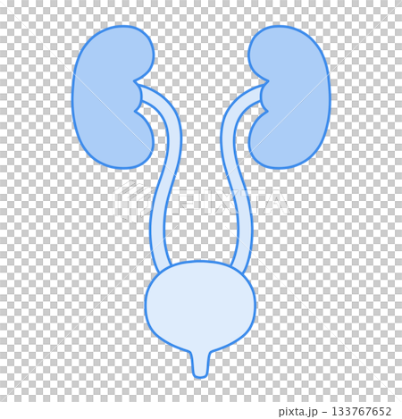 泌尿系統(腎臟、輸尿管、膀胱/醫學、解剖學)的藍色單色插圖 泌尿系統(腎臟、輸尿管、膀胱/醫學、解剖學)的藍色單色插圖 133767652