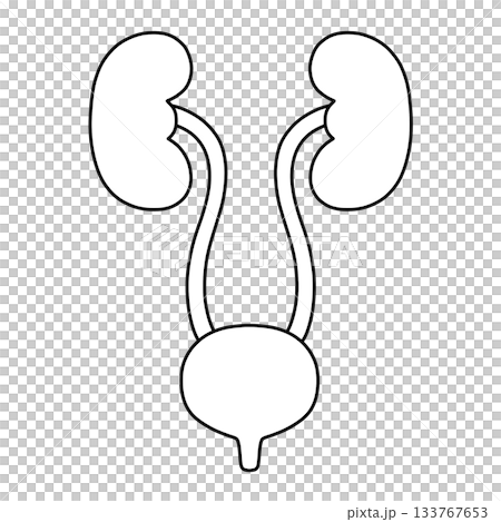 泌尿系統（腎臟、輸尿管、膀胱/醫學、解剖學）黑白線條圖 133767653