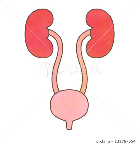 水彩タッチの泌尿器系イラスト（腎臓・尿管・膀胱／医療・解剖学） 133767654
