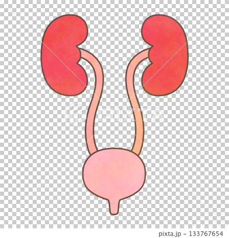 水彩タッチの泌尿器系イラスト（腎臓・尿管・膀胱／医療・解剖学） 133767654