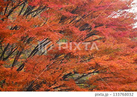 秋の紅葉したもみじ 133768032