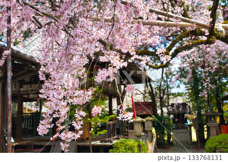 京都　水火天満宮　美しい枝垂れ桜（京都府京都市上京区） 133768131