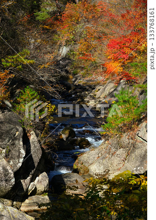 紅葉に染まる渓谷を流れる川 紅葉に染まる渓谷を流れる川 133768161